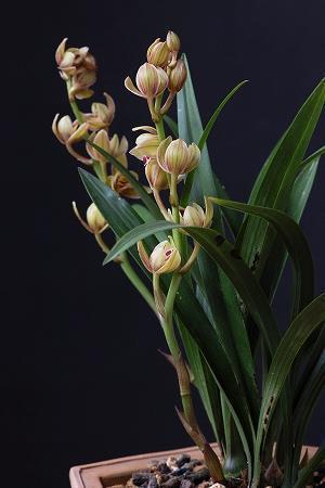 写给拼搏奋斗的自己 努力拼搏奋斗的名言合集80句