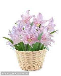 支持偶像的话(精选41句)