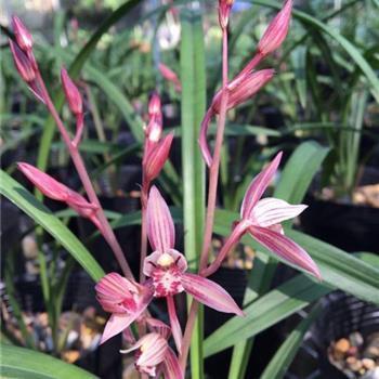 人生开心的句子