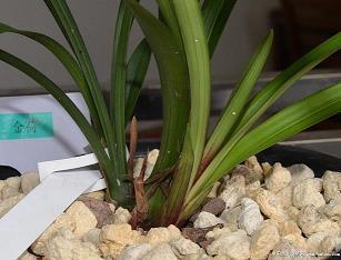 大年三十朋友圈文案