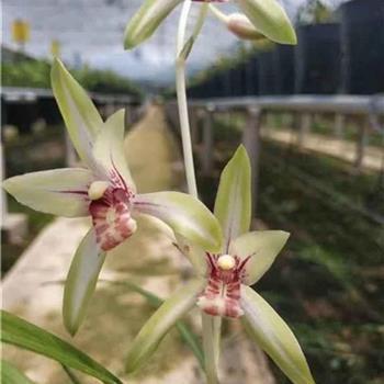 说说自责到心痛的句子 说好的一辈子，走后却只剩下自己