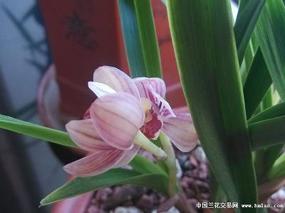 醉后后悔的句子