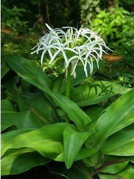 心态好格局大的句子简单(精选84句)