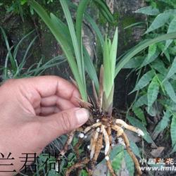 街霸的口号