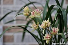 形容想想都开心的句子