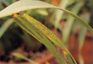 2021重阳节给企业领导的祝福语(精选77句)