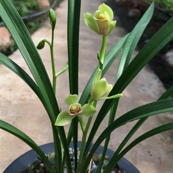 鼓舞团队士气的话(84句)