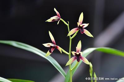 发朋友圈说晚安一句话