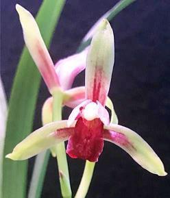 蜂蜜宣传口号：采撷最精华的给您