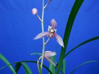 关于青春少年的句子43句