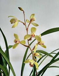关于芒种的诗句3首