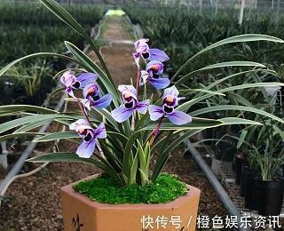 优美的句子大全