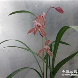 今日立春微信朋友圈最新文案