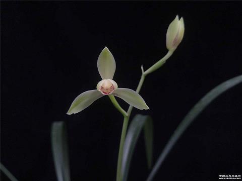 赞美打雪仗开心的句子 冬天打雪仗高兴的句子