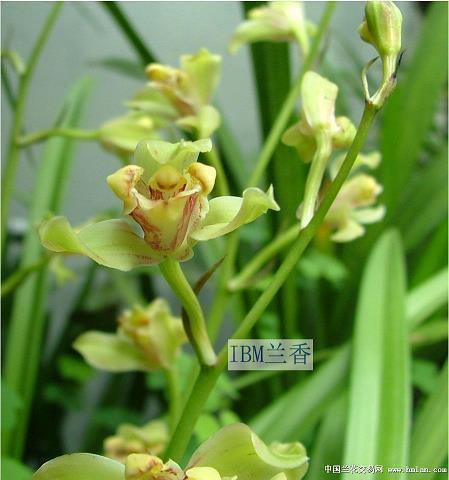 整形美妆广告词