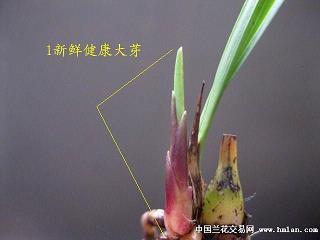 适合写在手账本上的仙气句子合集40句