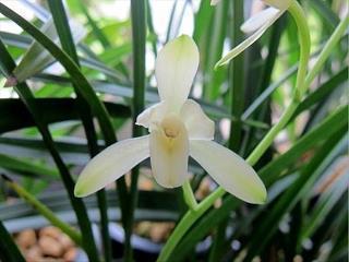 2021春节有趣的祝福语微信句子28句