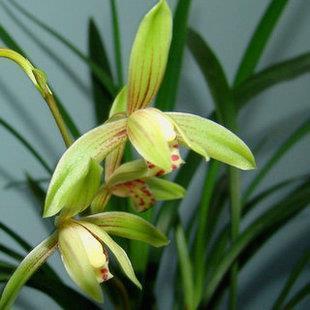 写雪的优美句子大全