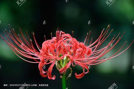 经历过风雨励志的句子