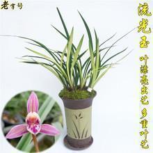 辛夷坞经典语录大全