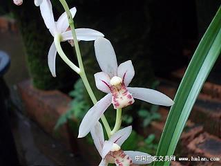 身为中国人感到自豪的句子 庆幸自己生在中国的说说合集33句