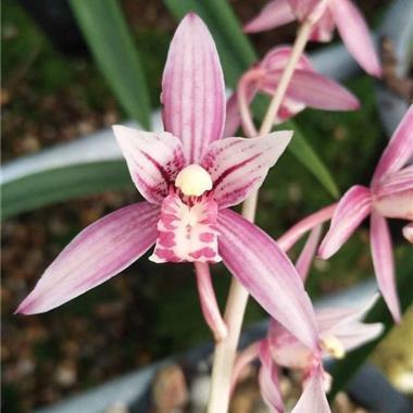 发朋友圈早安的句子正能量短句