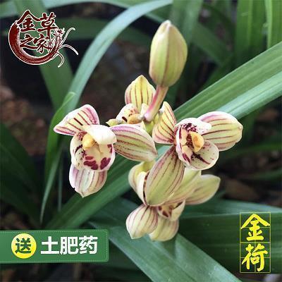 鼓励成功的经典语句(81句)