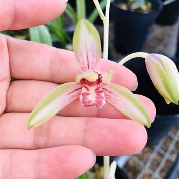 【精选】圣诞节朋友圈最调皮的文案精彩句子汇编115句