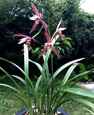 七夕节经典句子说说大全(精选48句)