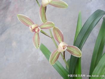 十月再见11月你好唯美励志句子(精选35句)