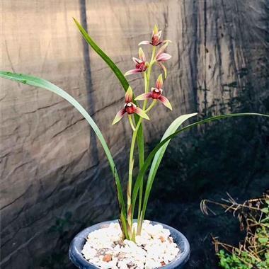 夸女生年轻漂亮的句子