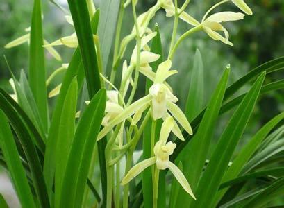 【精华】七夕祝福语简短一句话寄语汇编93句