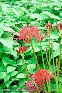 描写内心开心的句子