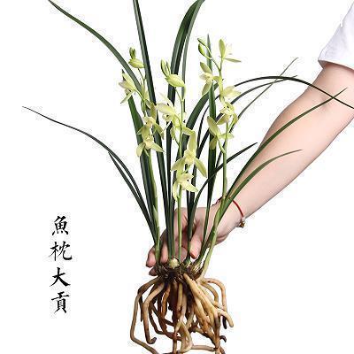 事多心烦无奈的句子