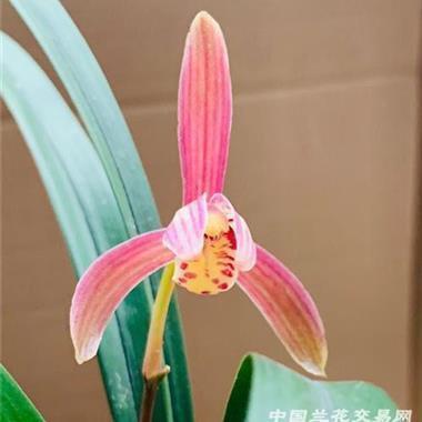 关于秋雨的唯美句子2021年(精选58句)