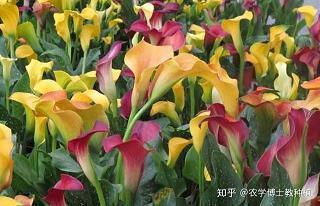 一句话毁掉心灵鸡汤的句子