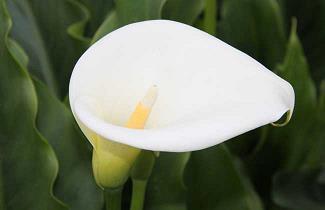 唯美的毕业句子100句