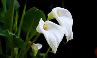 女生霸气短句 女生酷到爆的句子八个字