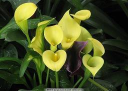 七夕说说孤单心情短语(精选86句)