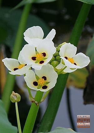 2021清明节句子简短文案