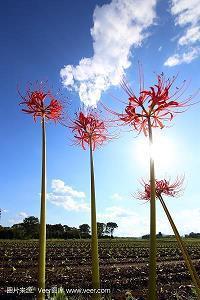 佛教哲理句子81句