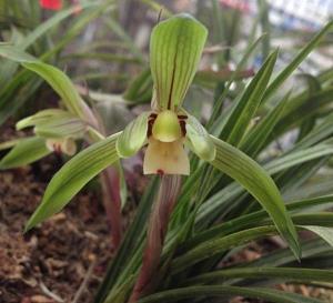 庆祝中考顺利唯美祝福语2021年合集95句