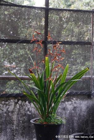 高情商的人说早安语句-特别暖心的早安精选40句