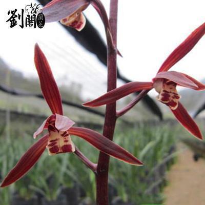 关于崩溃绝望抑郁的文案(精选60句)