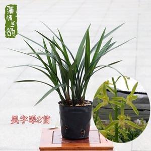 写父母对我们的爱的句子