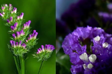 小奶狗撩人经典语录