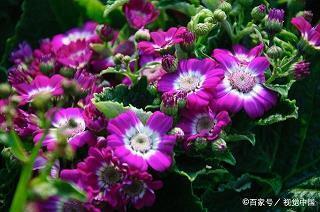 有趣可爱仙女朋友圈文案汇总80句