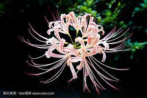 山盟海誓的句子 山盟海誓的伤感句子(精选19句)