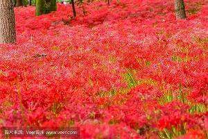 激励高中生奋进的句子推荐74句