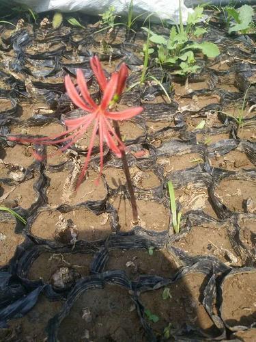 描写开心工作的句子